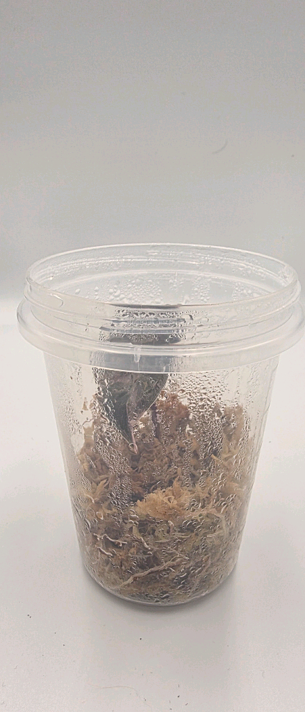 알로카시아 푸세이도핑크산데리아나 바리에가타 이미지