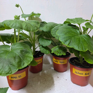 제라늄 4종(브리팍스 로즈 외)