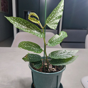 베고니아 타먀야