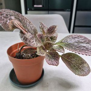 에피스시아 초컬릿크림