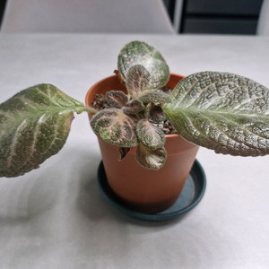 에피스시아 핑크아카쥬