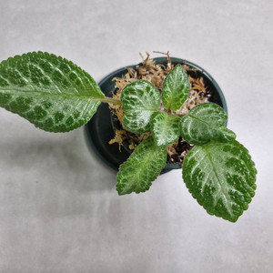 에피스시아 페이데드자드