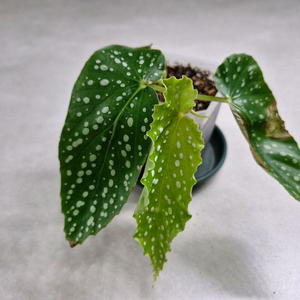 베고니아 소요카제