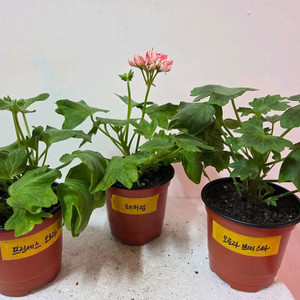 스텔라 제라늄 3종