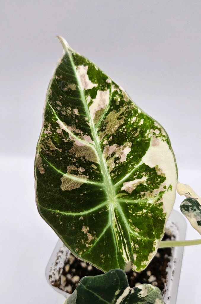 알로카시아 블랙벨벳 핑크 바리에가타 이미지