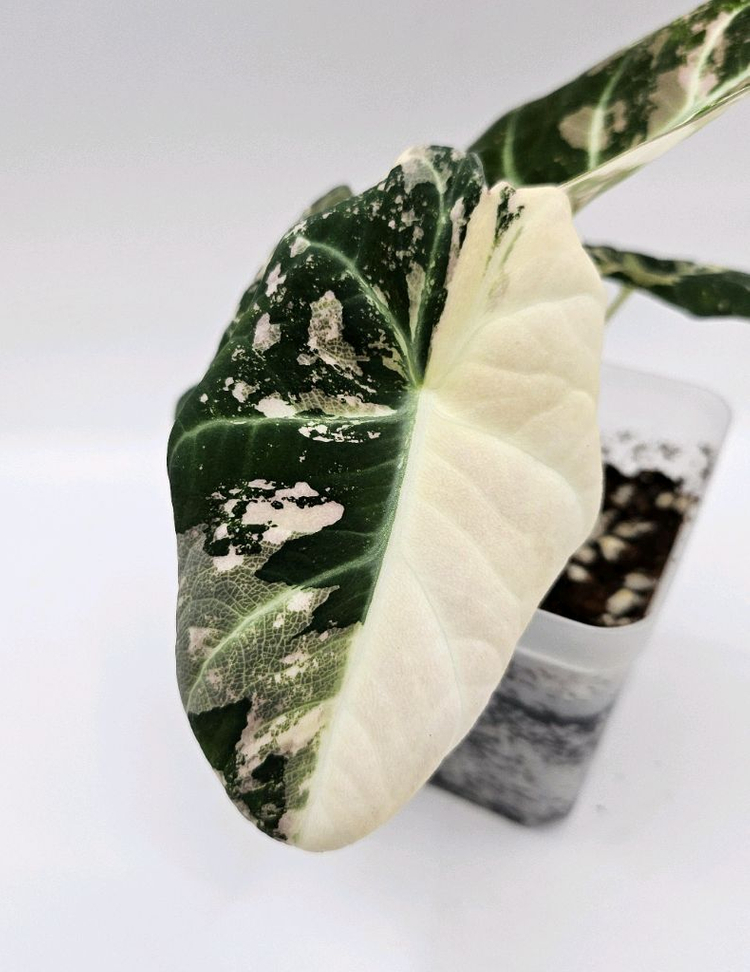 알로카시아 블랙벨벳 핑크 바리에가타 이미지