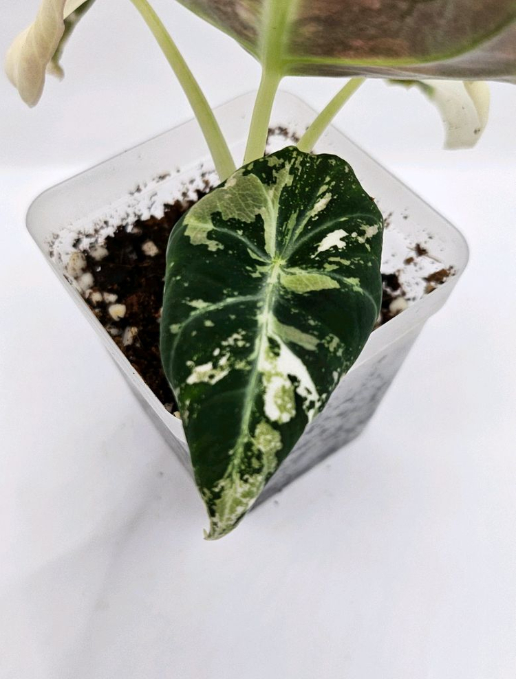 알로카시아 블랙벨벳 핑크 바리에가타 이미지