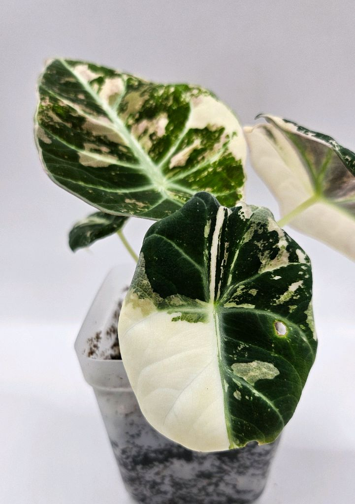 알로카시아 블랙벨벳 핑크 바리에가타 이미지