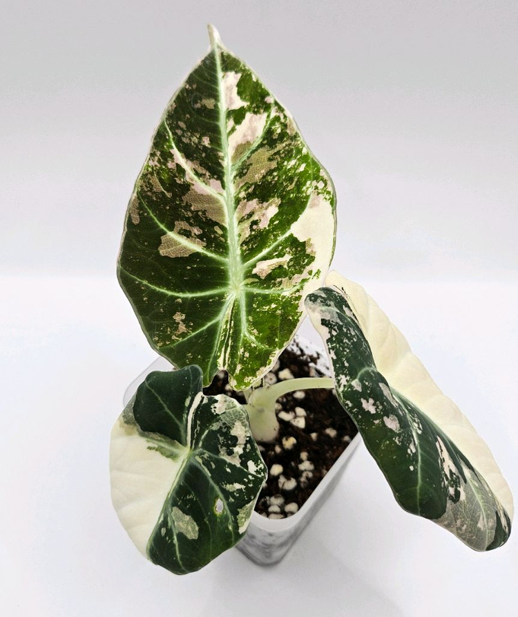 알로카시아 블랙벨벳 핑크 바리에가타 이미지