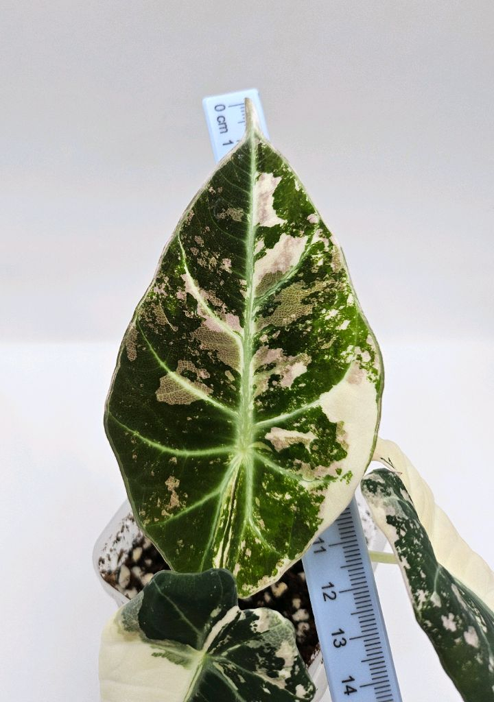 알로카시아 블랙벨벳 핑크 바리에가타 이미지