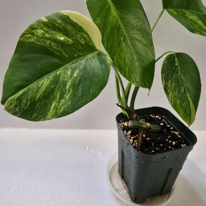 몬스테라 보르시지아나 옐로우 바리에가타