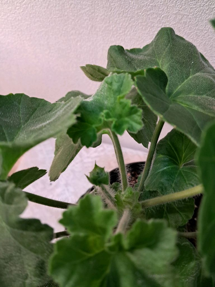 셀레나에르샤--4