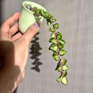 호야 칭흥엔시스 바리에가타 (28마디이상, 택포)