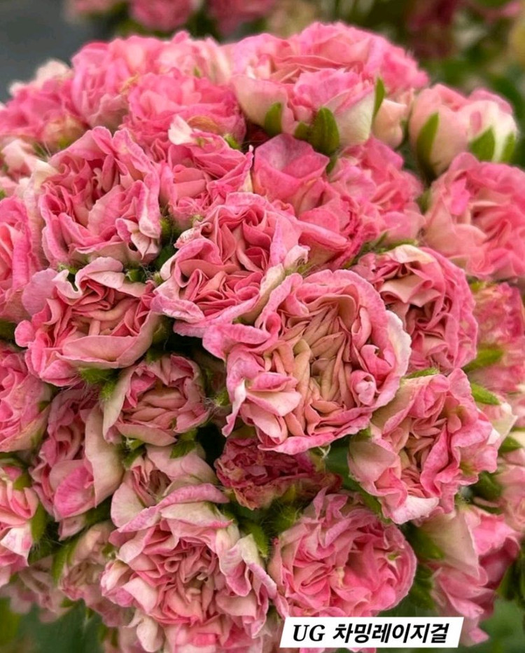 UG 차밍레이지걸.IV 마음의 비밀.그라찌아 나이팅게일의 노래 TA 럭셔리 러시아제라늄 4종--0