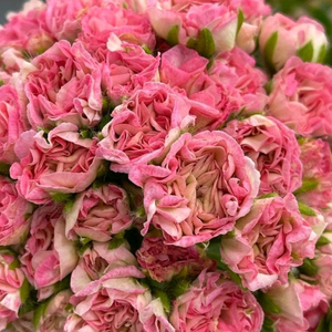 UG 차밍레이지걸.IV 마음의 비밀.그라찌아 나이팅게일의 노래 TA 럭셔리 러시아제라늄 4종