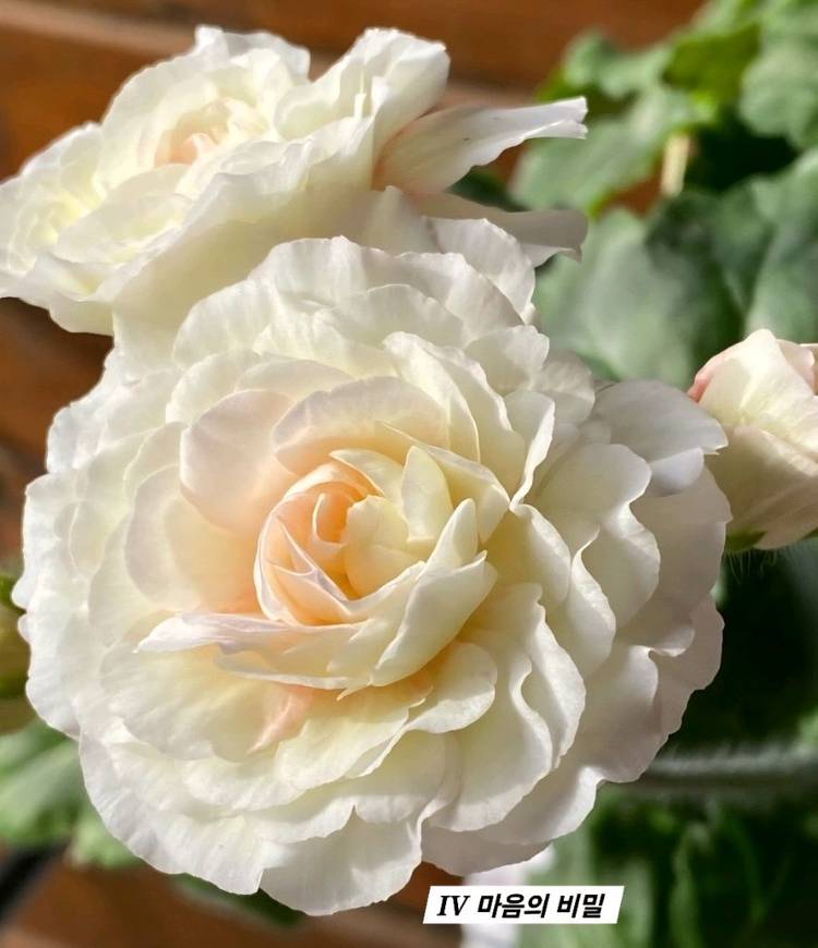 UG 차밍레이지걸.IV 마음의 비밀.그라찌아 나이팅게일의 노래 TA 럭셔리 러시아제라늄 4종--1