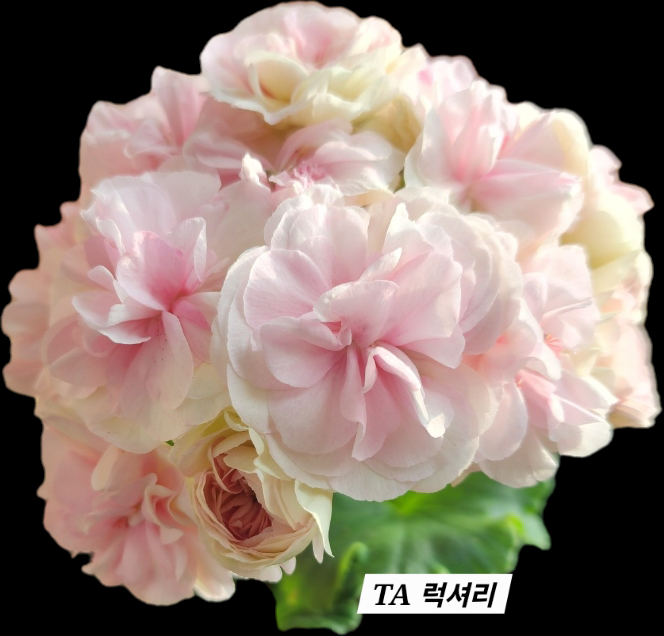 UG 차밍레이지걸.IV 마음의 비밀.그라찌아 나이팅게일의 노래 TA 럭셔리 러시아제라늄 4종--3