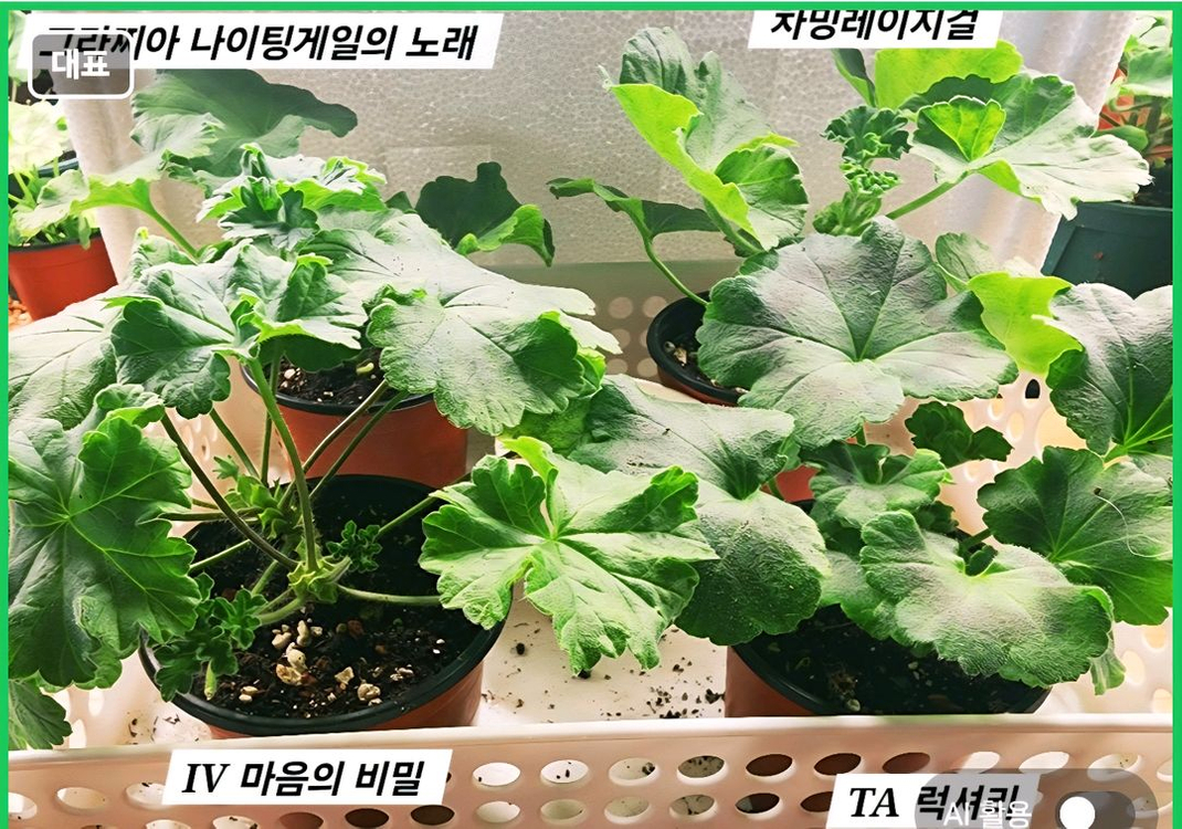 UG 차밍레이지걸.IV 마음의 비밀.그라찌아 나이팅게일의 노래 TA 럭셔리 러시아제라늄 4종--4