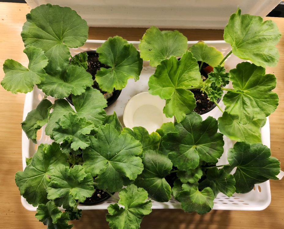 UG 차밍레이지걸.IV 마음의 비밀.그라찌아 나이팅게일의 노래 TA 럭셔리 러시아제라늄 4종--5