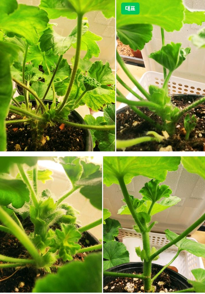 UG 차밍레이지걸.IV 마음의 비밀.그라찌아 나이팅게일의 노래 TA 럭셔리 러시아제라늄 4종--6