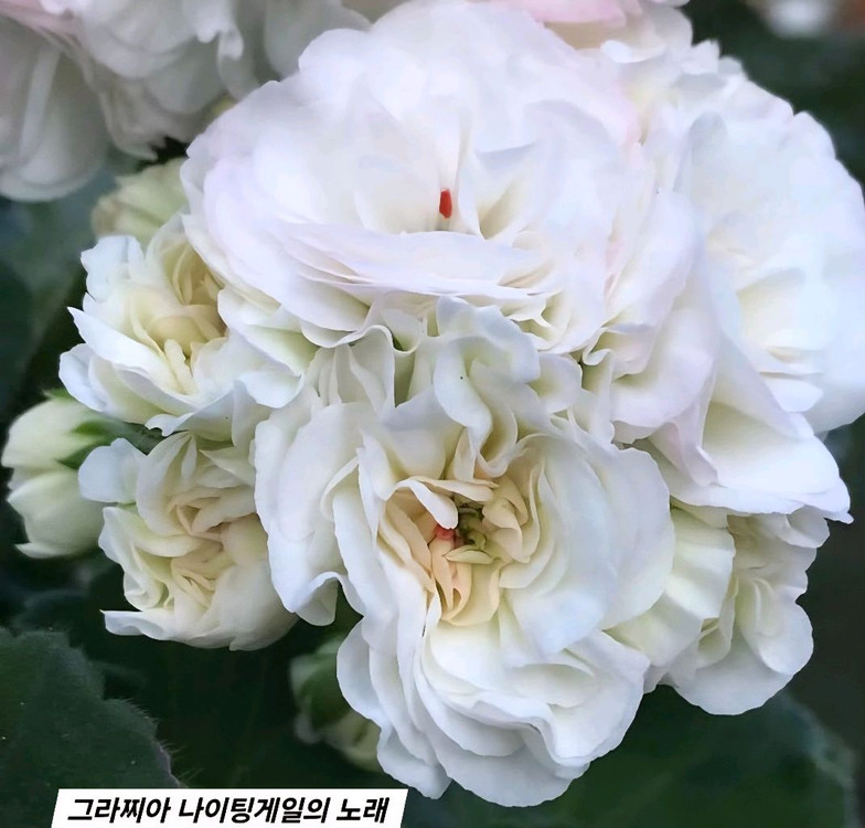 UG 차밍레이지걸.IV 마음의 비밀.그라찌아 나이팅게일의 노래 TA 럭셔리 러시아제라늄 4종--2