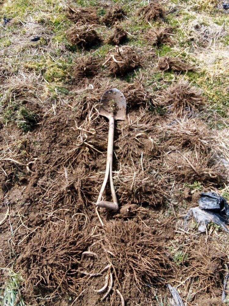 작약, 아스파라거스 , 동백나무, 비파나무, 측백나무, 팝니다 이미지