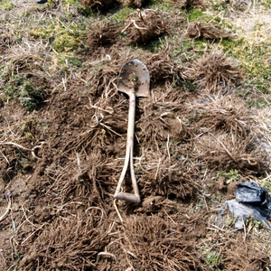 작약, 아스파라거스 , 동백나무, 비파나무, 측백나무, 팝니다 이미지