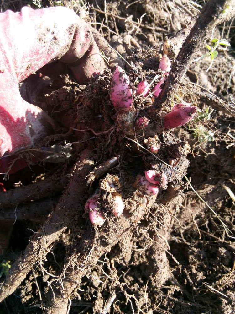 작약, 아스파라거스 , 동백나무, 비파나무, 측백나무, 팝니다 이미지