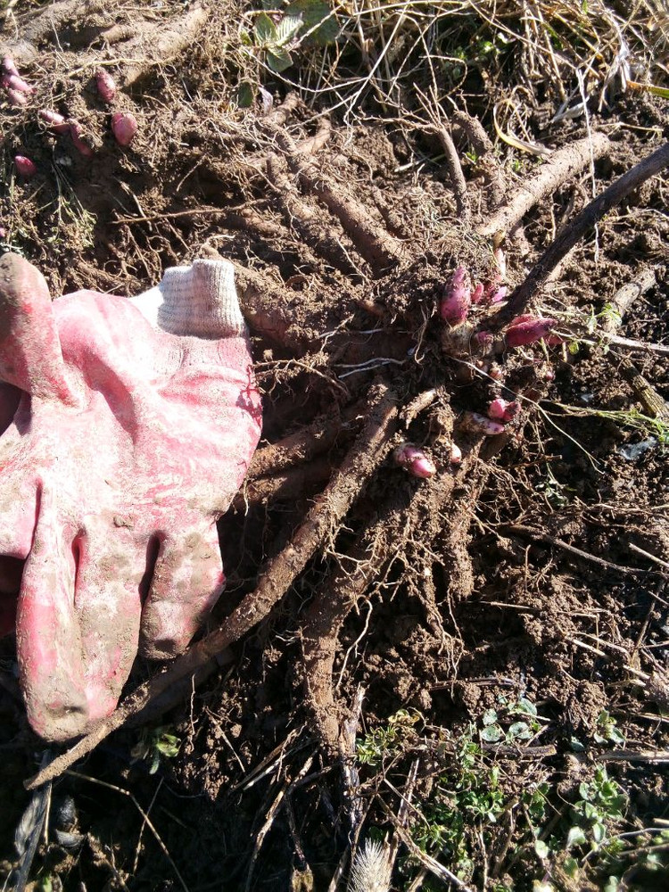 작약, 아스파라거스 , 동백나무, 비파나무, 측백나무, 팝니다 이미지
