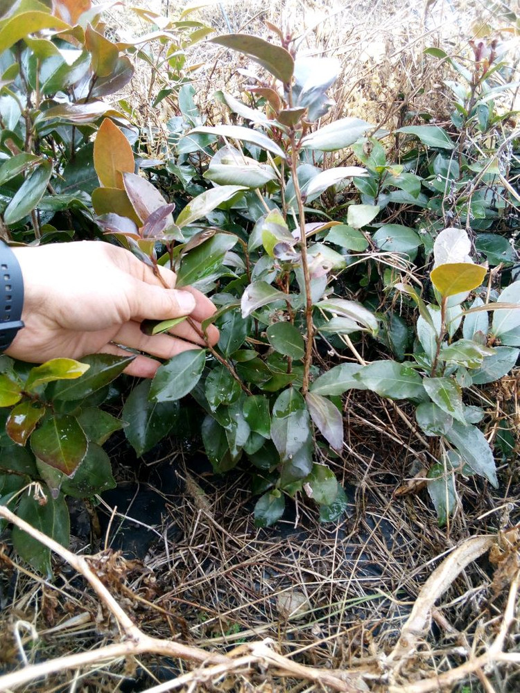 작약, 아스파라거스 , 동백나무, 비파나무, 측백나무, 팝니다 이미지