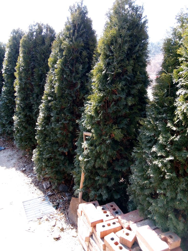 작약, 아스파라거스 , 동백나무, 비파나무, 측백나무, 팝니다 이미지