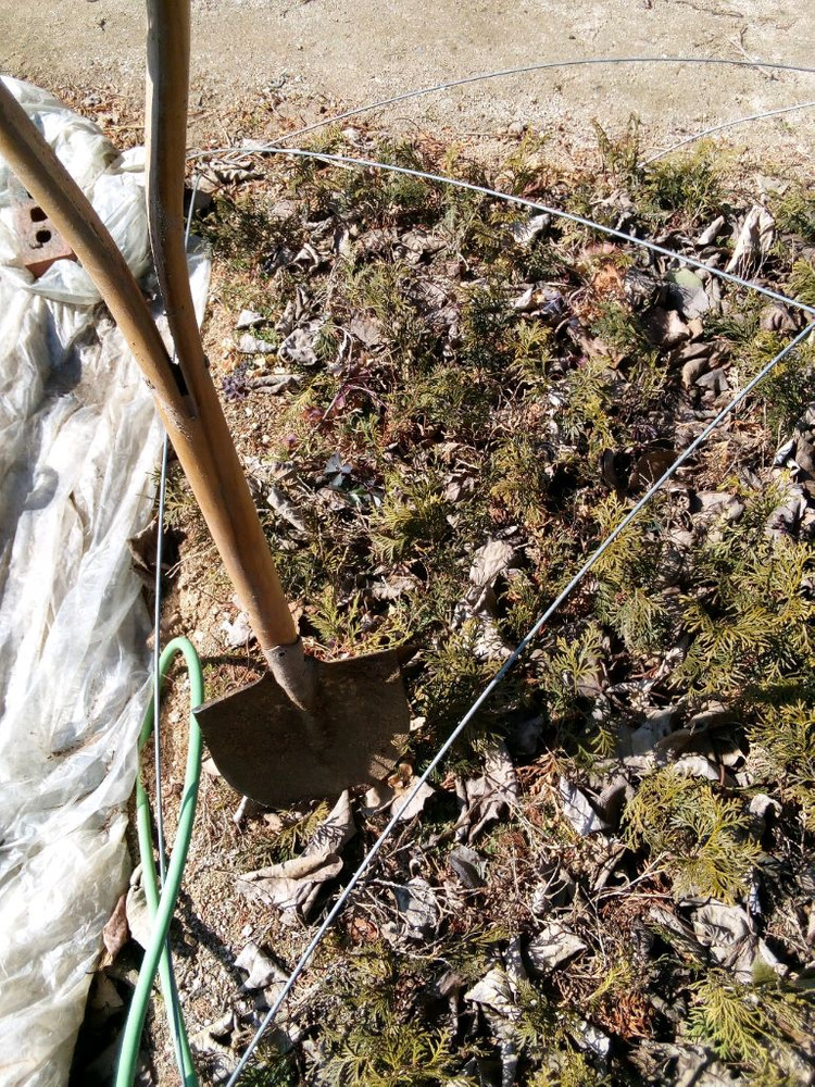 작약, 아스파라거스 , 동백나무, 비파나무, 측백나무, 팝니다 이미지