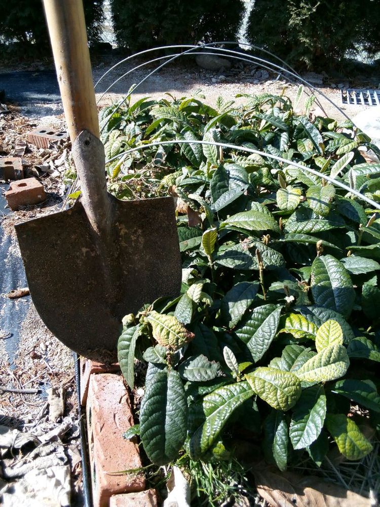 작약, 아스파라거스 , 동백나무, 비파나무, 측백나무, 팝니다 이미지