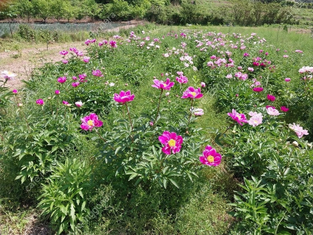 작약, 아스파라거스 , 동백나무, 비파나무, 측백나무, 팝니다 이미지