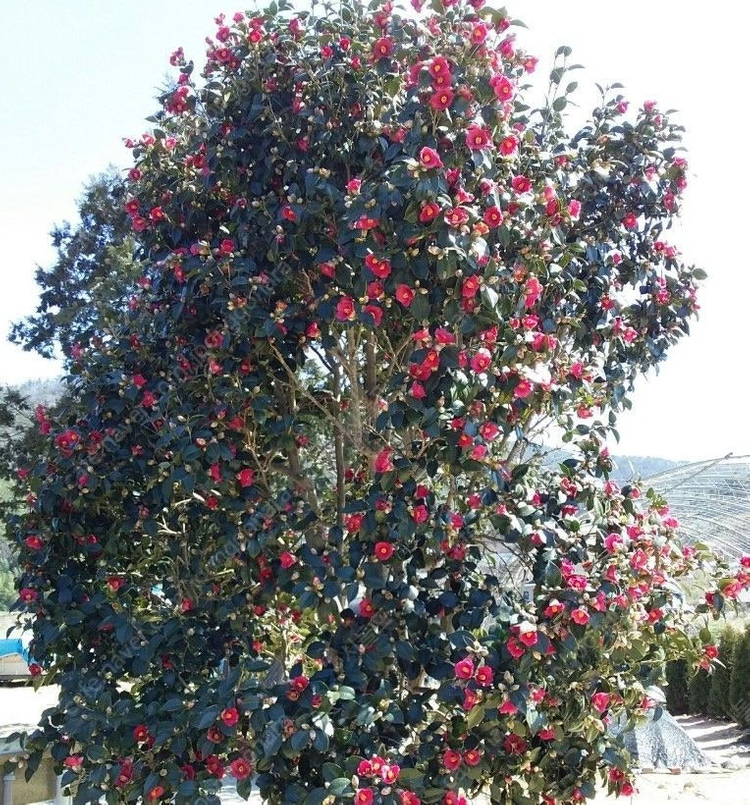 작약, 아스파라거스 , 동백나무, 비파나무, 측백나무, 팝니다 이미지