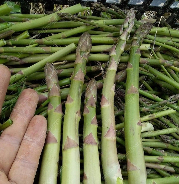 작약, 아스파라거스 , 동백나무, 비파나무, 측백나무, 팝니다 이미지