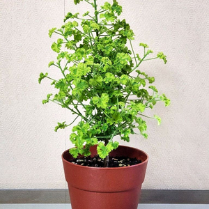 시스썬버스트 팬시제라늄