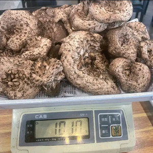 포천 왕방산 국산 야생 자연산 냉동 능이버섯