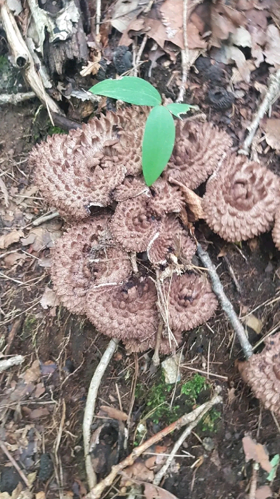 포천 왕방산 국산 야생 자연산 냉동 능이버섯--2