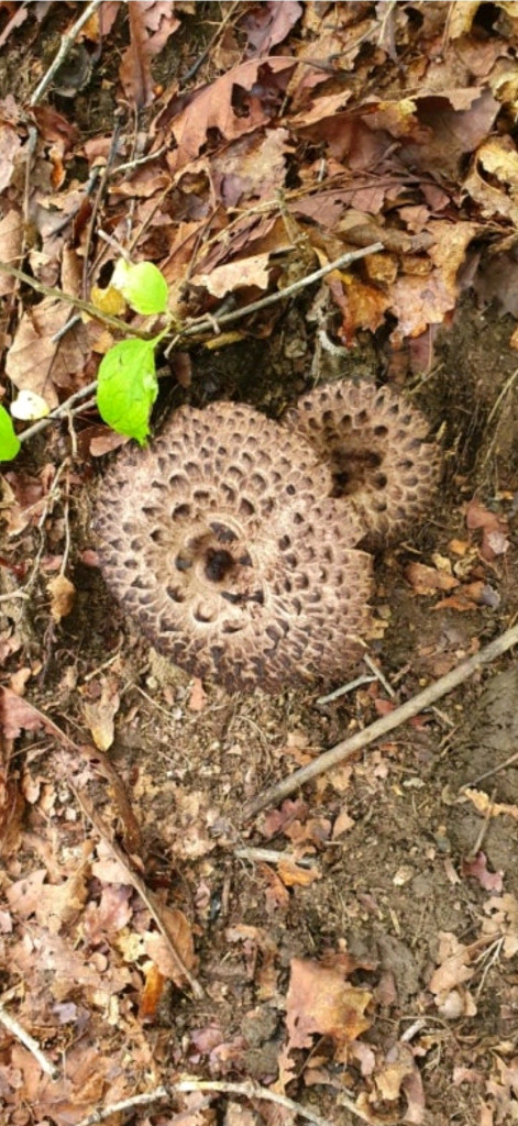 포천 왕방산 국산 야생 자연산 냉동 능이버섯--3