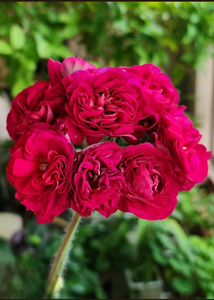 제라늄2종세트--1