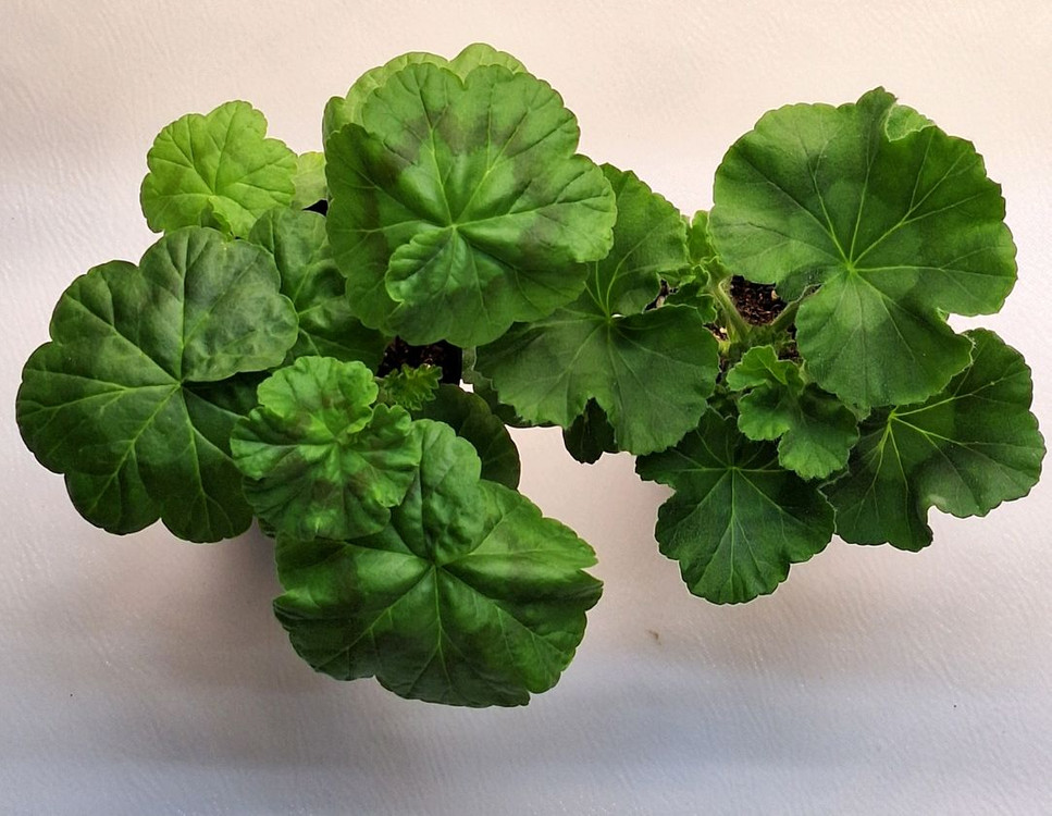 제라늄2종세트--2