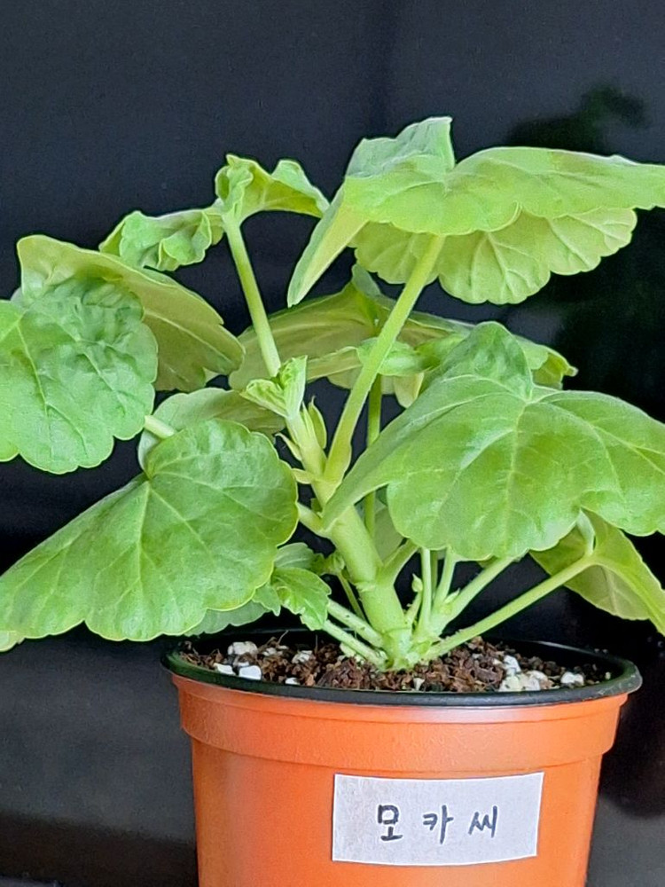 제라늄2종세트--3