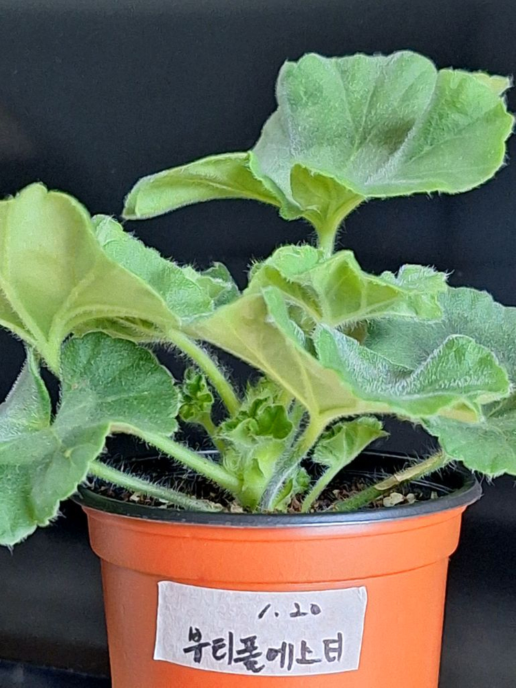 제라늄2종세트--4