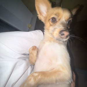 토미카/핫휠 닷지 차저 70년식 삽니다 이미지