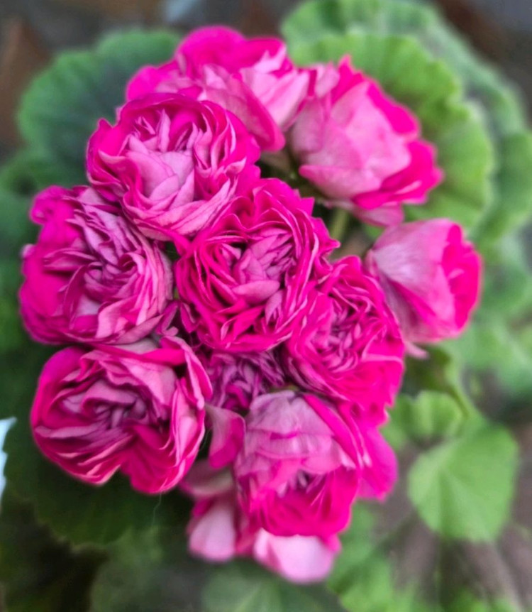 제라늄 심프랄린--0