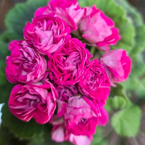 제라늄 심프랄린