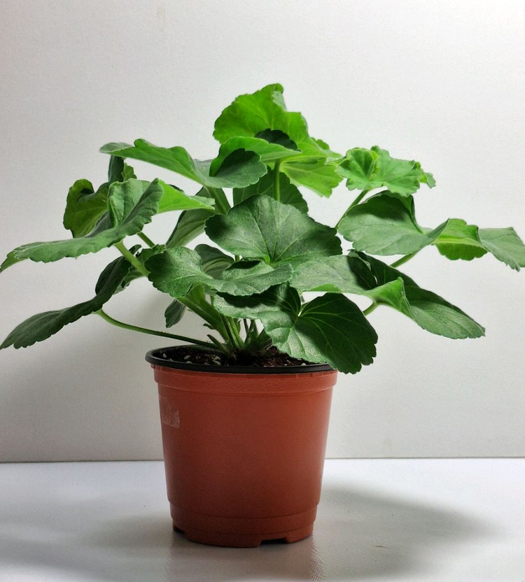 제라늄 심프랄린--1