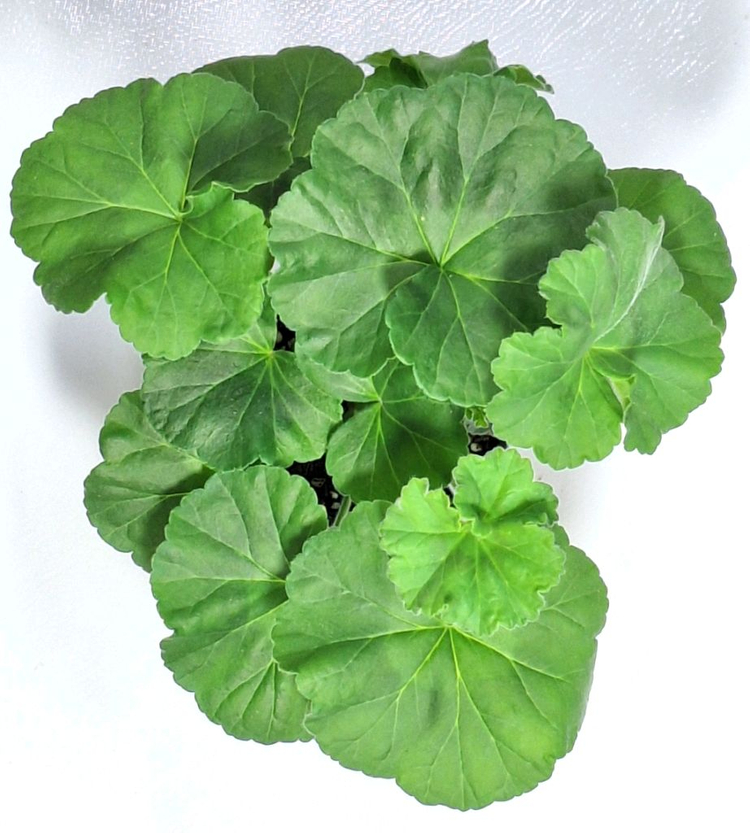 제라늄 심프랄린--2