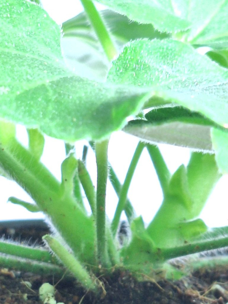 제라늄 심프랄린--3